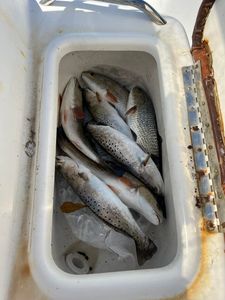 4 spotted weakfish and redfish caught in Darien