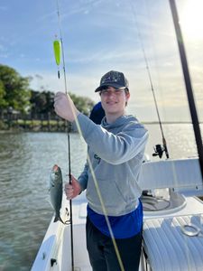 A photo of a 11-inch bluefish caught while fishing in GA