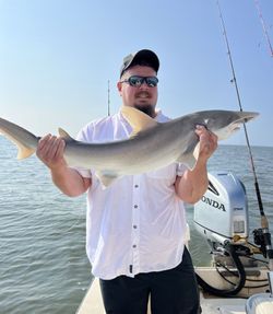 Bonnethead shark caught fishing in Darien
