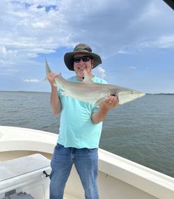 Bull shark caught while fishing in Darien