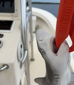 A breathtaking view of Darien with a single fish caught.