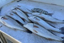 3 redfish caught in GA