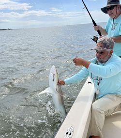 A sharpnose shark spotted in Darien