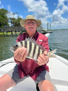Sheepshead fish caught while fishing in Georgia