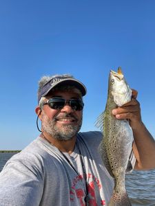 Spotted Weakfish, 15" fish caught while fishing in GA