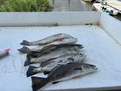 3 spotted weakfish caught fishing in GA