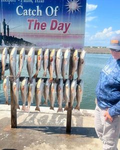 Redfish From Rockport's Shallow Waters