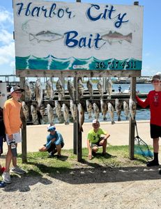 Three black drum fish caught in Rockport