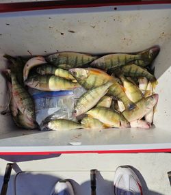 8 American Yellow Perch fish at Lakeside Marblehead