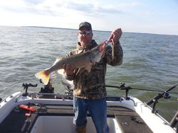 Cobia fish caught in Lakeside Marblehead
