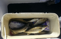 Three fish caught while fishing at Lakeside Marblehead