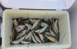 Three fish caught at Lakeside Marblehead
