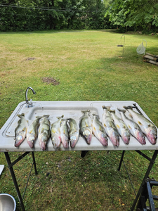 6 fish caught in OH during fishing and hunting trip