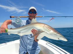 Blacktip shark, 35-inch fishing tour in Harkers Island
