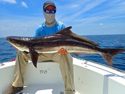 Cobia fish in NC during fishing tour
