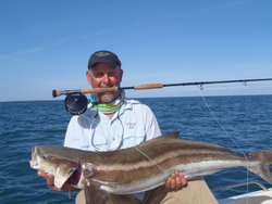 Cobia fish caught on fishing tour in Harkers Island