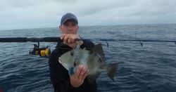 Catch of a 17-inch grey triggerfish on a fishing tour in Harkers Island