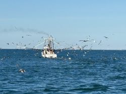 Scenic view of Harkers Island, North Carolina