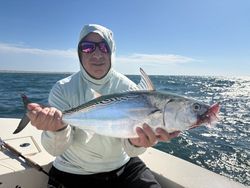 Little Tunny fish caught during fishing tour on Harkers Island