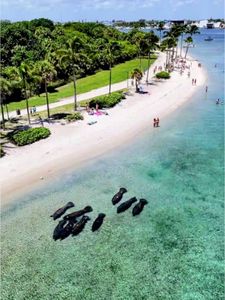 Aerial view of manatees swimming in clear shallow water near a tropical beach with palm trees in Lake Park FL