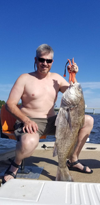 Angler catching a big black drum fish in Panama City