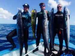 5 large fish caught in FL