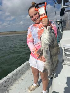 Black drum fish caught while fishing in Corpus Christi TX waters
