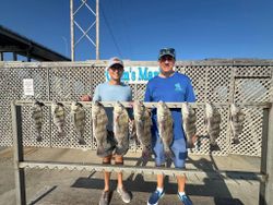 Ten black drum fish displayed on wooden cleaning station at marina in Corpus Christi TX