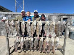 Successful black drum fishing trip in Corpus Christi TX with large catch displayed
