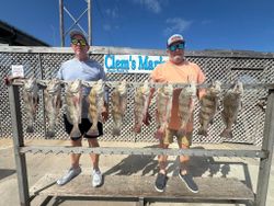 Ten black drum fish displayed on cleaning station at Corpus Christi TX fishing marina