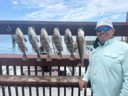 Six fish including black drum and redfish caught while fishing in Corpus Christi Texas
