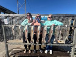 Successful fishing trip displaying multiple black drum and redfish caught in Corpus Christi TX