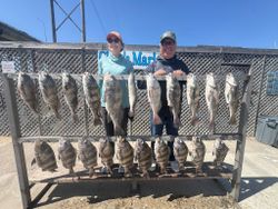 Black drum, sheepshead, and speckled trout fishing catch displayed on cleaning station in Corpus Christi TX