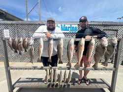 Fishing catch display showing redfish, black drum, and speckled trout at marina in Corpus Christi TX