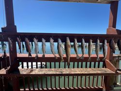 Speckled trout and redfish hanging on wooden dock railing in Corpus Christi TX