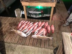 Three fish caught while fishing in TX
