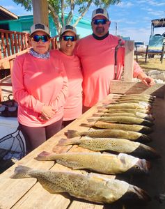 Two spotted weakfish, 39 inches long, caught while fishing in Port Mansfield