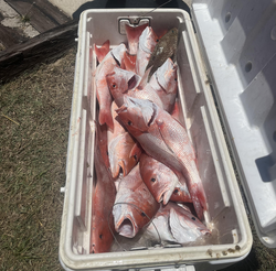 Triple Red Snapper success in Port Mansfield's clear waters!