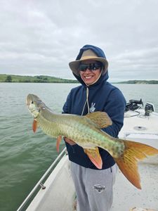 Photograph of a great barracuda fish caught during fishing and hunting near Valentine