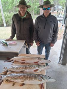 Three northern pike laid out on cleaning station in Valentine NE fishing display