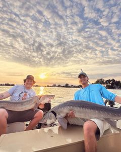 Two large white sturgeon and lake sturgeon caught while fishing in MI