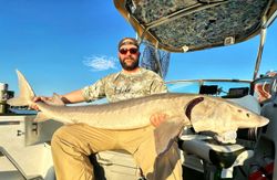Photograph of a white sturgeon caught while fishing in Algonac