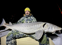 A white sturgeon fish measuring 52 inches caught while fishing in Algonac