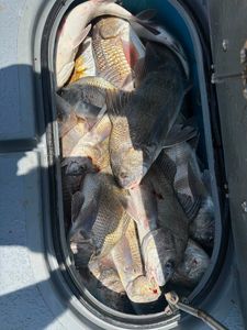 Loaded Black Drum Box