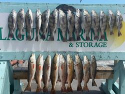 Impressive Redfish And Black Drum Haul