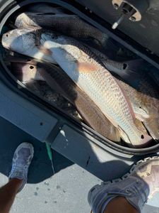 Loaded Redfish Box