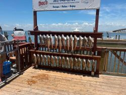 Sunny Redfish Haul