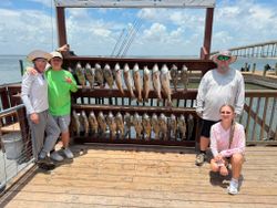 Big Redfish And Black Drum Haul