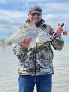 Drum Bites In Rockport, TX