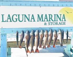 10 Redfish caught in Rockport